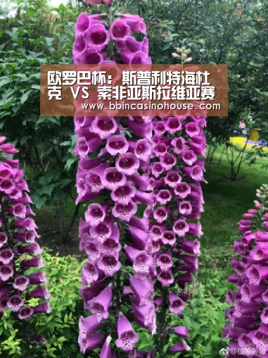 欧罗巴杯: 斯普利特海杜克 VS 索非亚斯拉维亚赛出小球比分0:1“BBIN竞猜”(图3) BBIN真人